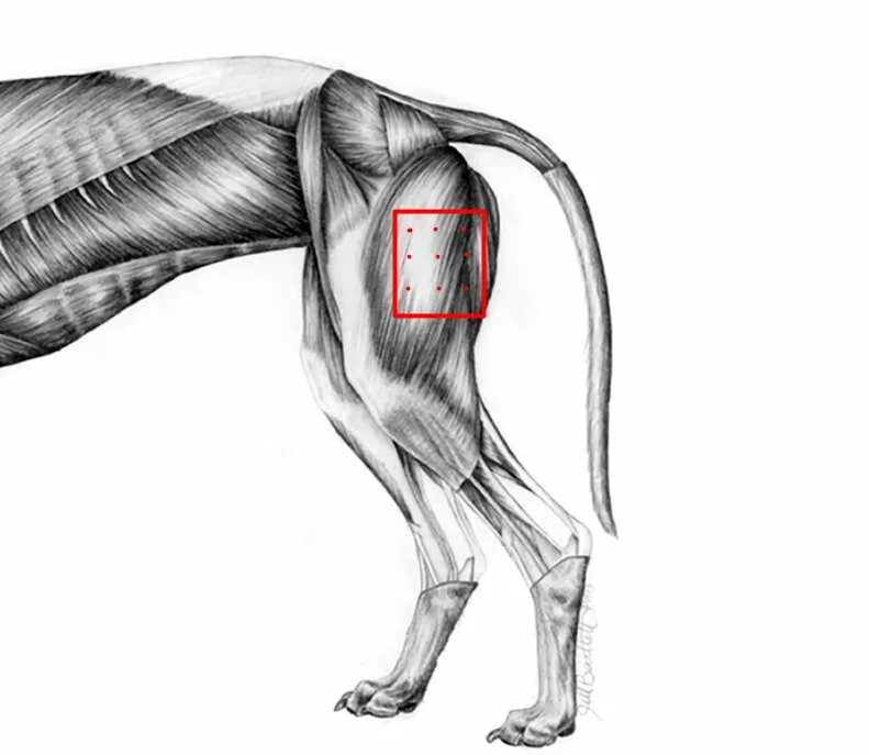 Места уколов собакам. Укол собаке внутримышечно схема. Внутримышечный укол собаке схема. Укол собаке внутримышечно в бедро схема. Укол собаке внутримышечно в бедро.