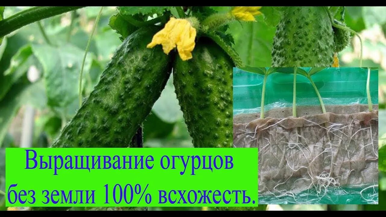 Огурцы без земли. Огурцы в мешках. Выращивание огурцов без земли. Выращивание огурцов в пакетах. Выращивание огурца видео