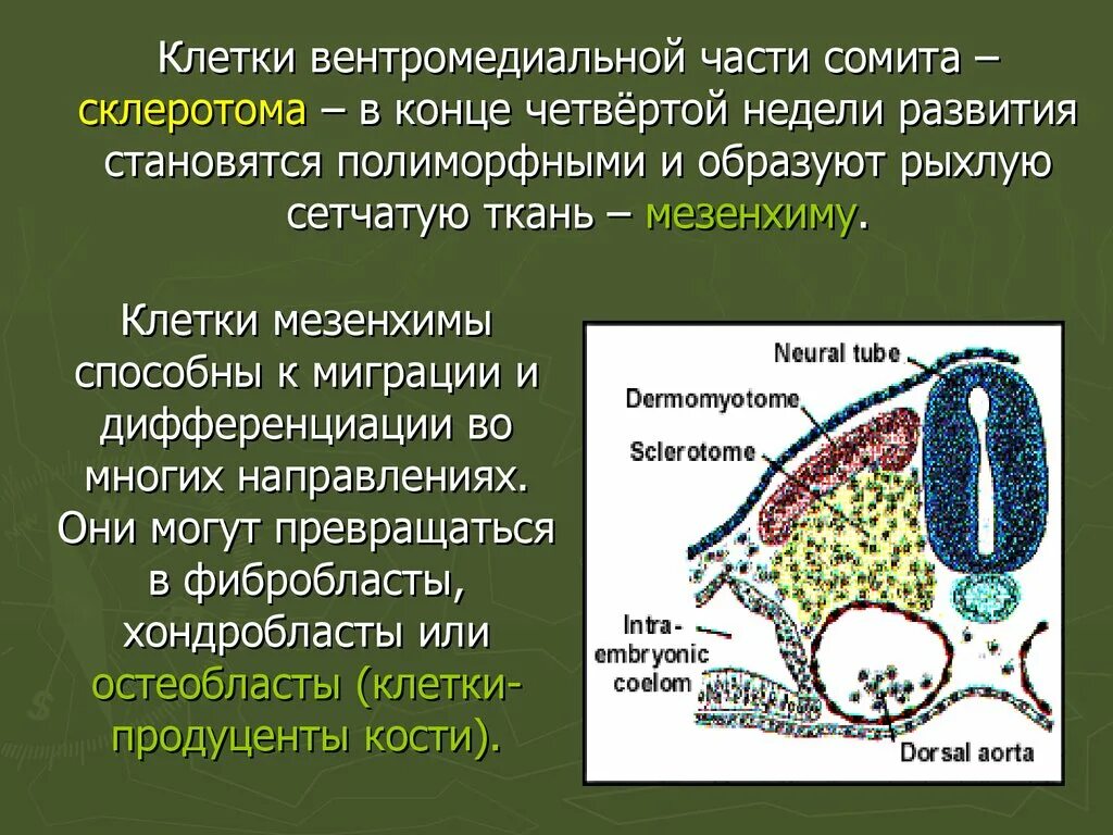 Части сомита. Склеротома. Склеротомы сомитов. Производные мезодермы сомитов.