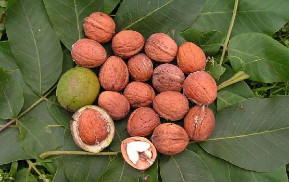 Орех грецкий (Juglans Regia). Грецкий орех сорт идеал. Грецкий орех сорт идеал дерево. Грецкий орех Самохваловичский. Орехи идеал купить