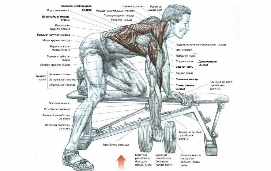 Тяга какие мышцы работают. Тяга гантели в наклоне какие мышцы задействованы. Тяга гантели к поясу мышцы. Тяга гантели к поясу в наклоне мышцы. Тяга гантели в наклоне одной рукой с упором.