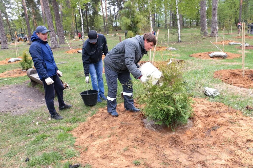 Какие деревья высаживают в парках. Посадка деревьев в парке. Посадки в лесопарках. Выкса парк посадка. Парк саженцы.