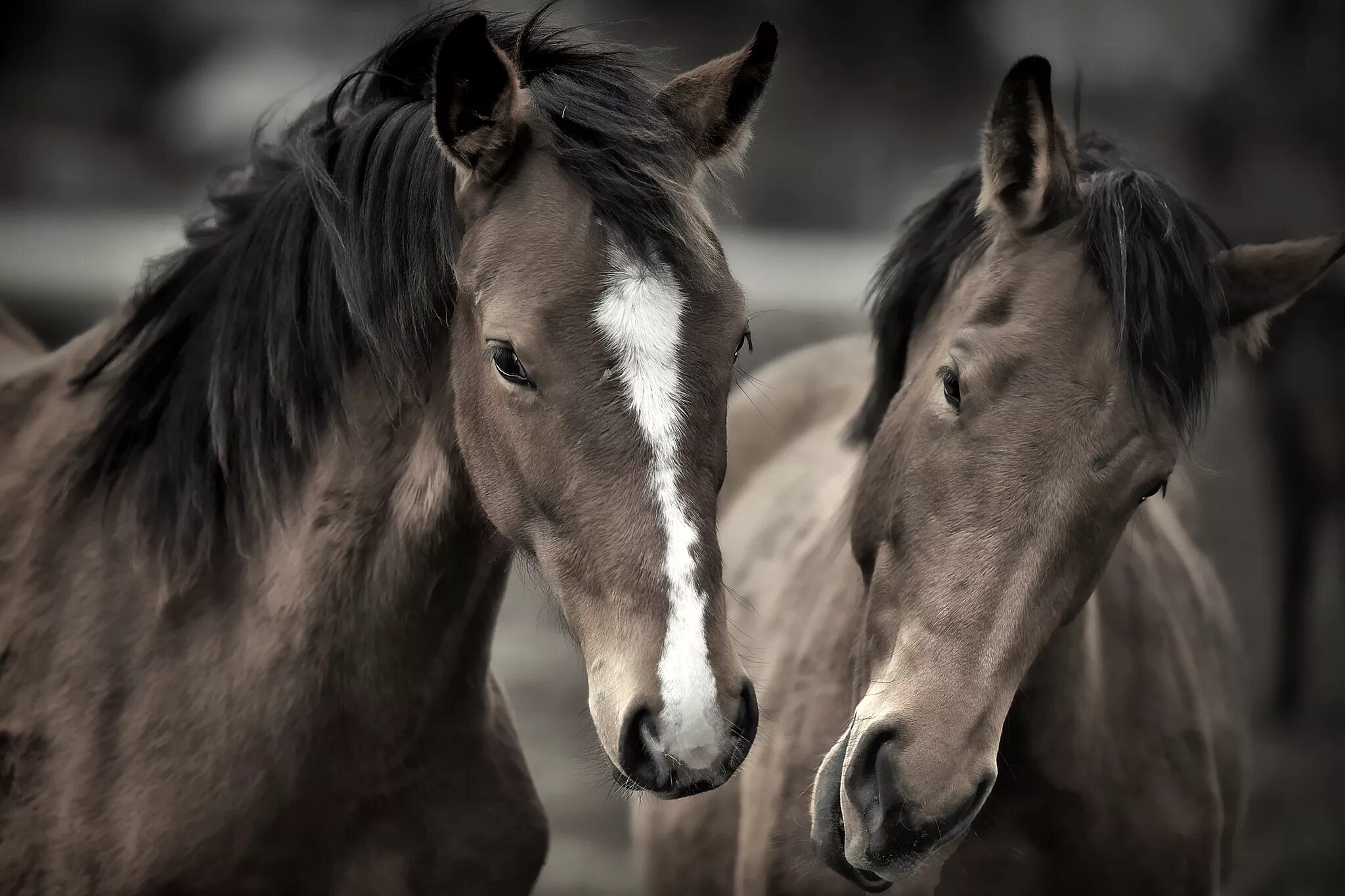 Красивые лошади. Две лошади. Лошади фото красивые. Красивая лошадь обои. Обои на рабочий лошадь
