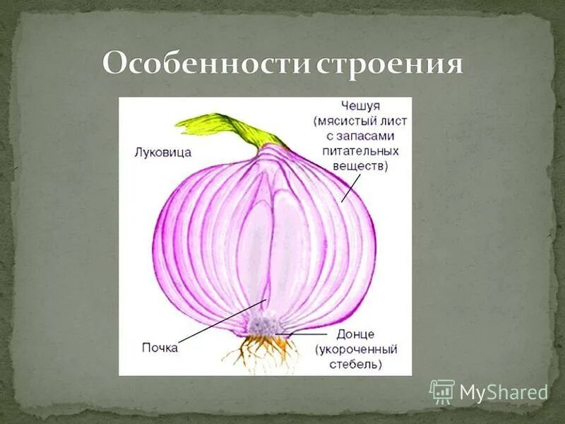 Внешнее строение сухих чешуек луковицы лука репчатого. Донце луковицы функции. Донце – видоизмененный стебель луковицы?. Видоизменения подземных побегов клубнелуковицы. Строение видоизмененных побегов луковицы лука.