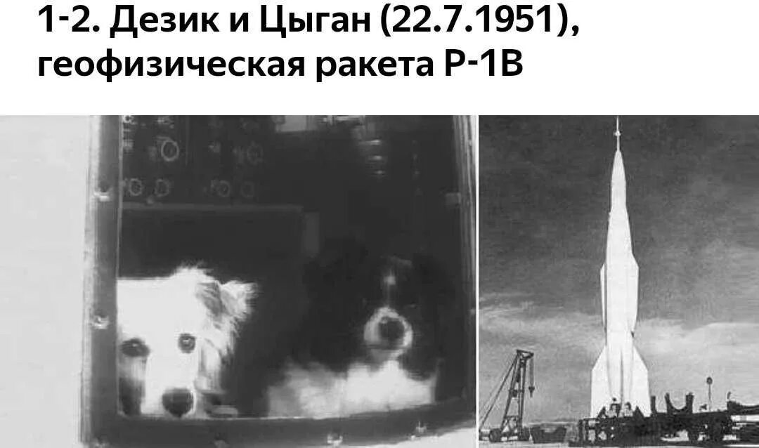 1 код 1 собака