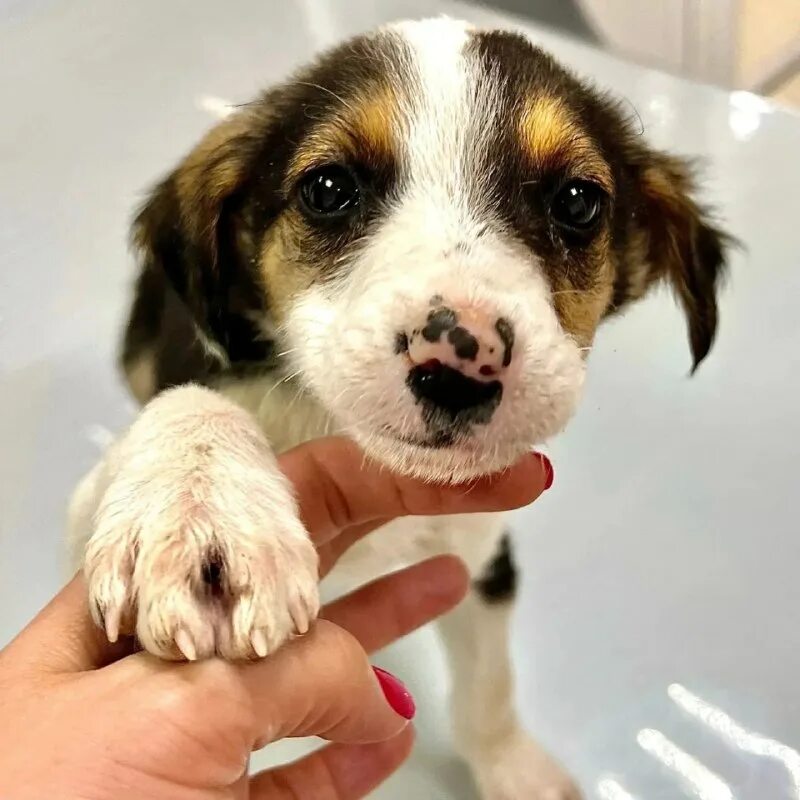 Лапа бф. Лапа кемерово. Лапа бф. Лапа боксёрская. Лапа боксёрская.