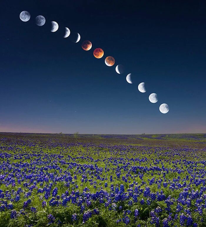 Почему цветочной луны. Явление Луны. Природные явления с луной. Необычные явления на Луне. Цветная Луна атмосферное явление.