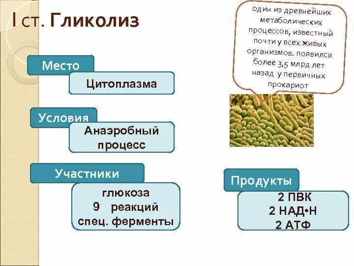 Окисление органических веществ в клетках. Гликолиз происходит в цитоплазме. Древнейший процесс метаболизма. Распад и окисление органических веществ в клетках..