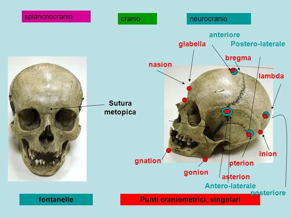 Точки черепа. Краниометрические точки на черепе. Основные краниометрические точки черепа. Череп тест с ответами