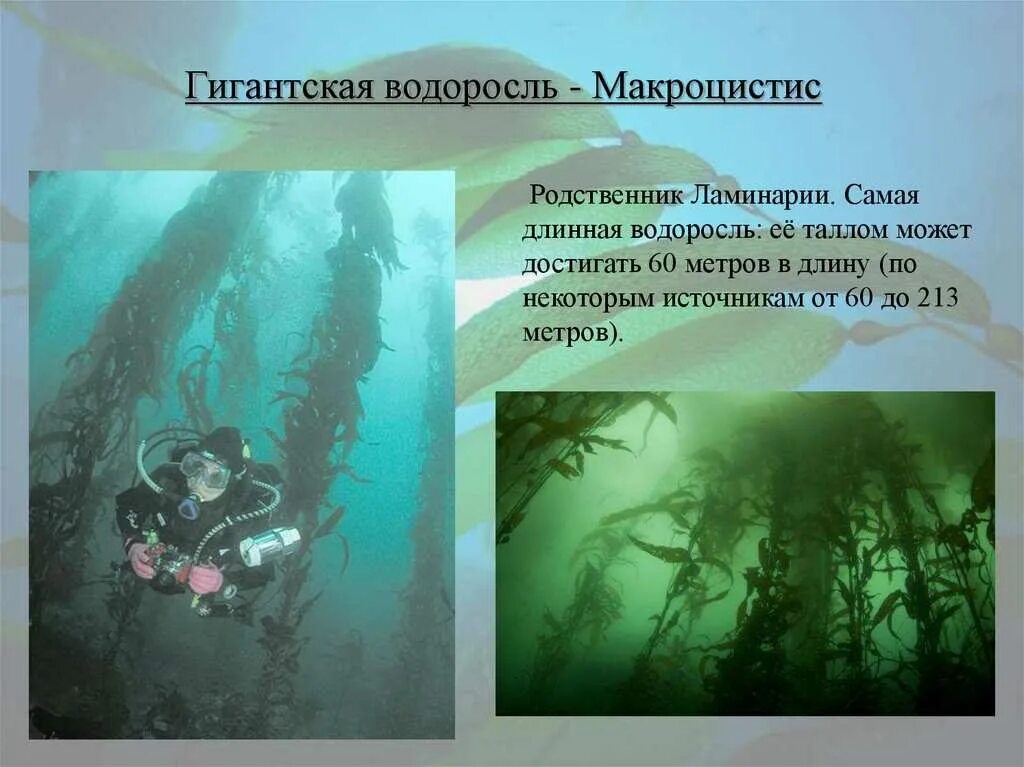 Самые крупные водоросли. Бурые водоросли макроцистис. Сообщение про макроцистис. Удивительные факты о водорослях.