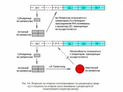 Промотор рнк полимеразы 3