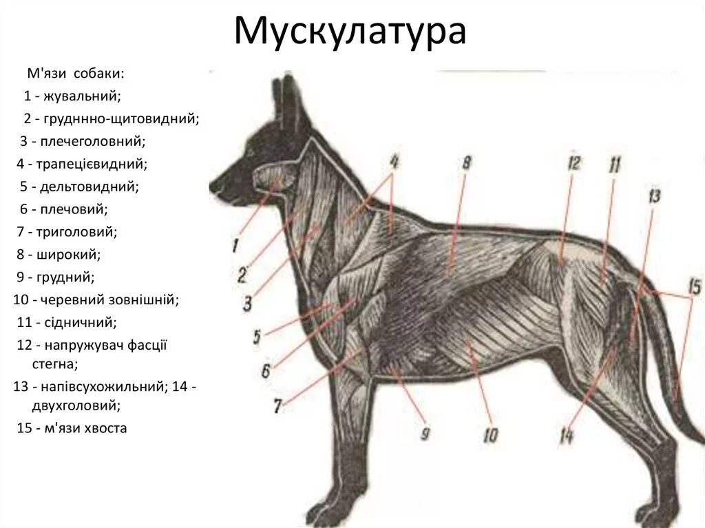 С точки зрения собаки. Скелет немецкой овчарки. Мышечная система собаки схема. Анатомия органов немецкой овчарки. Строение скелета ВЕО.