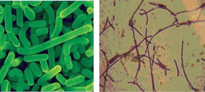 Микроорганизмы используемые в биотехнологии. Ацидофильные лактобактерии (Lactobacillus Acidophilus). Ацидофильная палочка микроскоп. Ацидофильная палочка под микроскопом. Бактерии в биотехнологии.