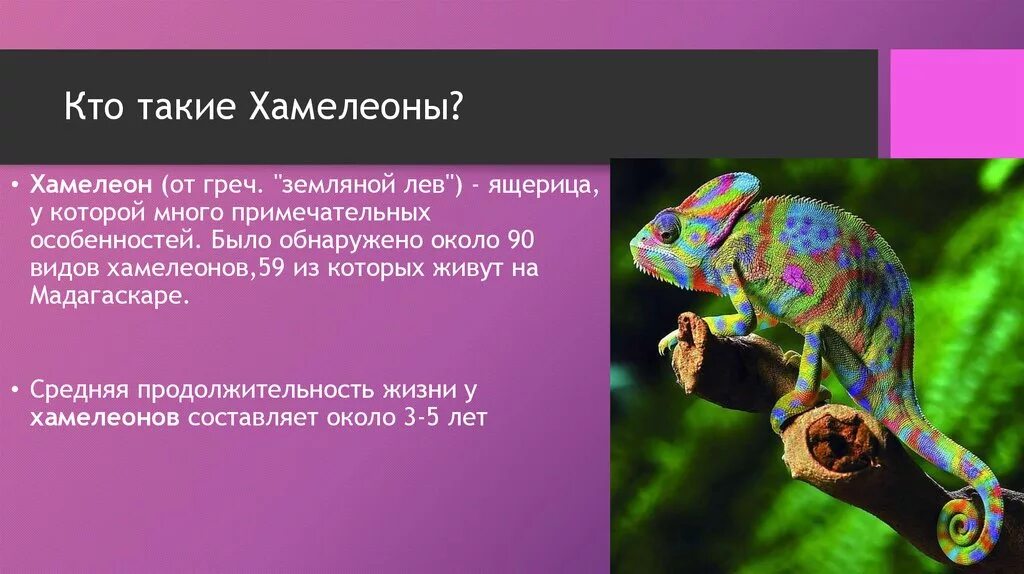 Хамелеон том 2 читать полностью. Хамелеон доклад. Сообщение о хамелеоне. Краткая характеристика хамелеона. Хамелеон презентация.