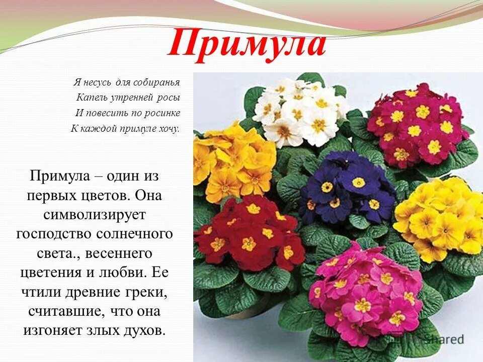 Примула садовая: посадка и уход за растением