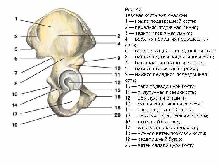 Тазовая кость анатомия человека строение. Подвздошная кость анатомия строение. Тазовая кость крыло подвздошной кости. Строение тазовой кости на латыни.