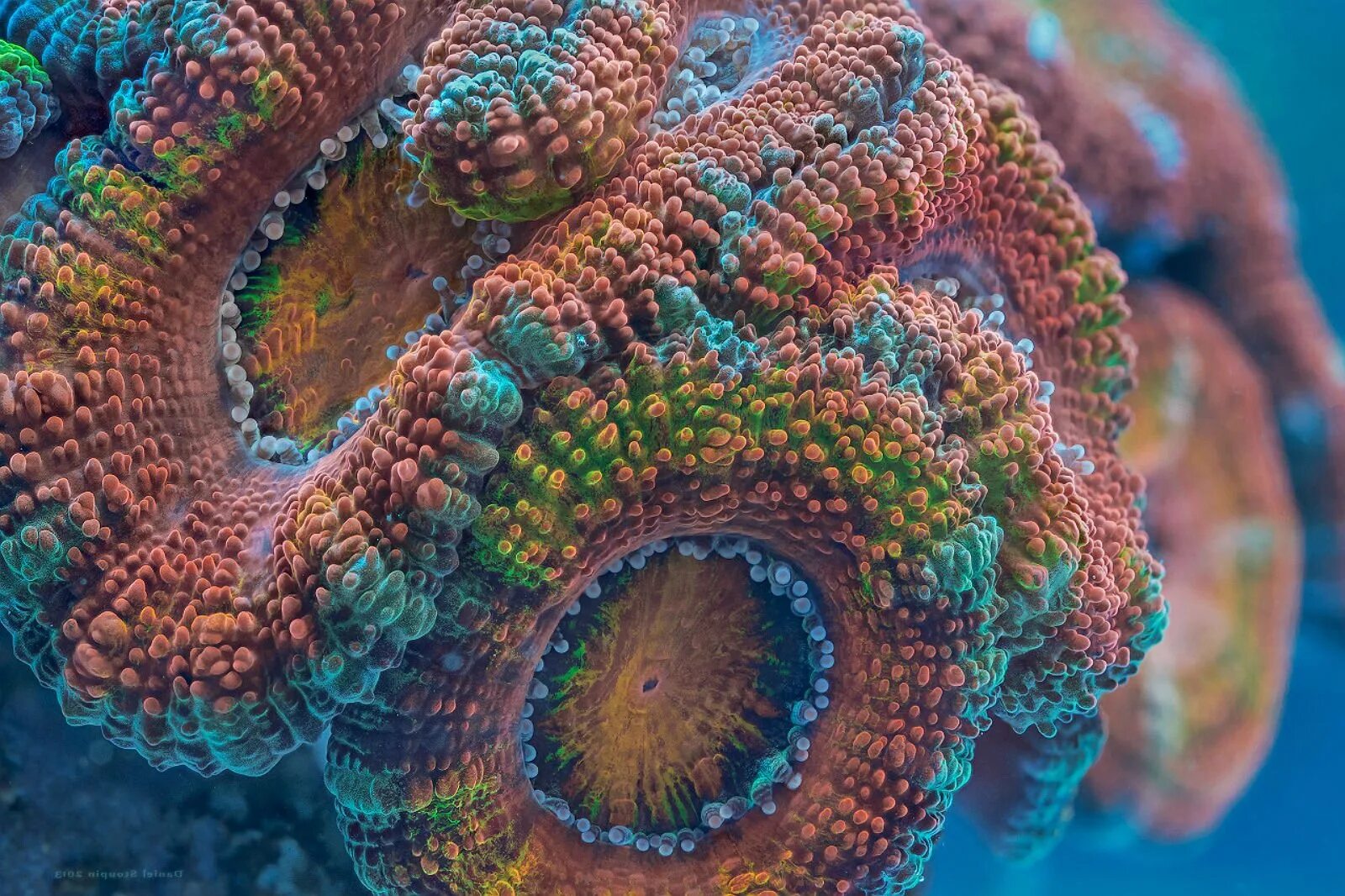 Coral life. Acanthastrea LORDHOWENSIS. Коралловые полипы под микроскопом. Фрактал коралл. Акантастрея Лорди.