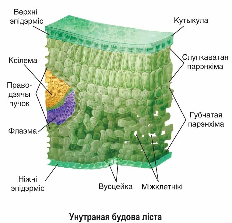 Слой клеток листа. Строение внутреннего строения листа. Строение тканей листа растения. Строение листа паренхима. Столбчатая паренхима листа.