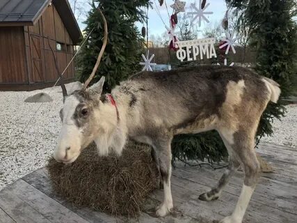 Вднх животные
