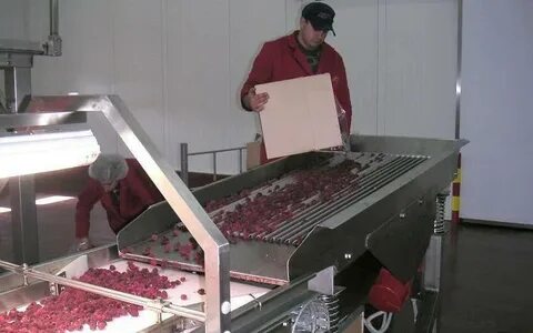 Производство ягод и овощей