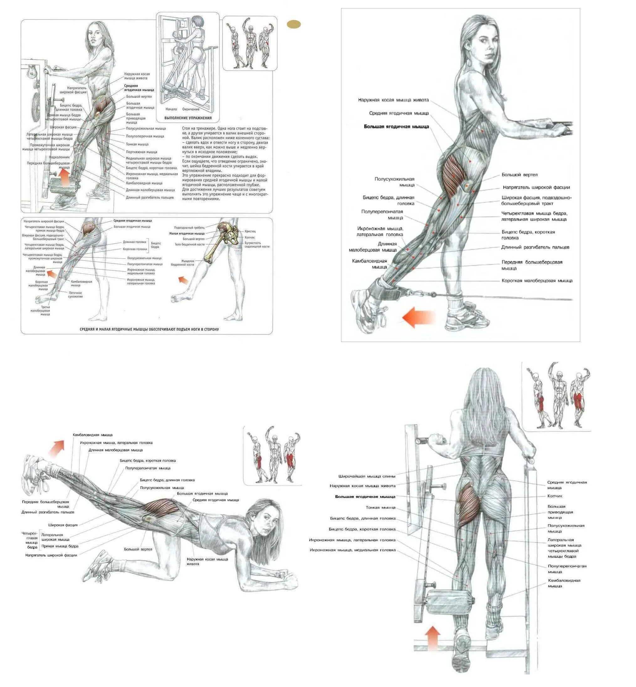 Упражнения на верхнюю часть ягодиц в тренажерном зале. Упражнения для большой ягодичной мышцы в тренажерном. Упражнения на ягодичные мышцы для женщин в тренажерном зале. План тренировок на ноги и ягодицы для девушек в тренажерном зале.