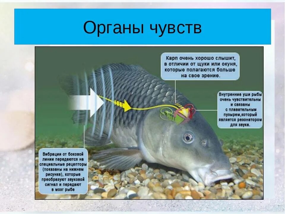 Орган слуха у рыб. Внутреннее ухо рыб. Строение органа слуха у рыб. Рыба с ушами. Органы слуха у рыб находятся
