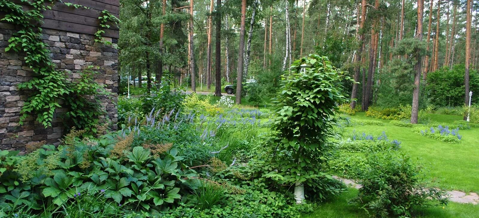Лесной пейзажный стиль. Создание лесного участка. Озеленение участка соснами. Создание лесного участка. Создание лесного участка.