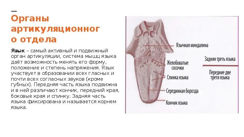 Три основные функции языка. Язык участвует в процессе. Перечислите основные функции языка. Язык участвует в процессе. Язычок полости тела человека.