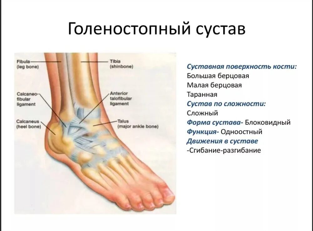 Голеностопный сустав это. Лодыжка на ноге. Что такое голеностоп у человека. Голеностоп ноги человека.