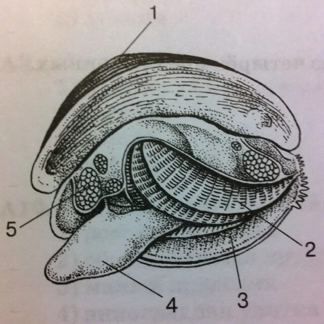 Какую функцию выполняет моллюск. Строение моллюска тридакна. Двустворчатые моллюски строение раковины. Устрицы, беззубки строение. Части тела моллюска двусторчатые.