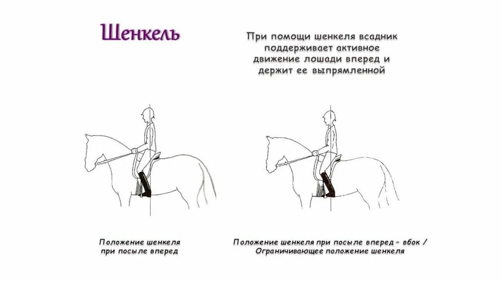 Гонит всадник коня держится за поводья смотрит. Верховая езда внутренний и внешний Шенкель. Правильная посадка всадника на лошади. Правильная посадка в седле при верховой езде. Посадка всадника на лошади схема.