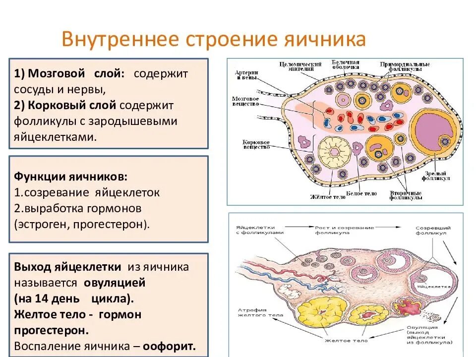 Структура левого яичника