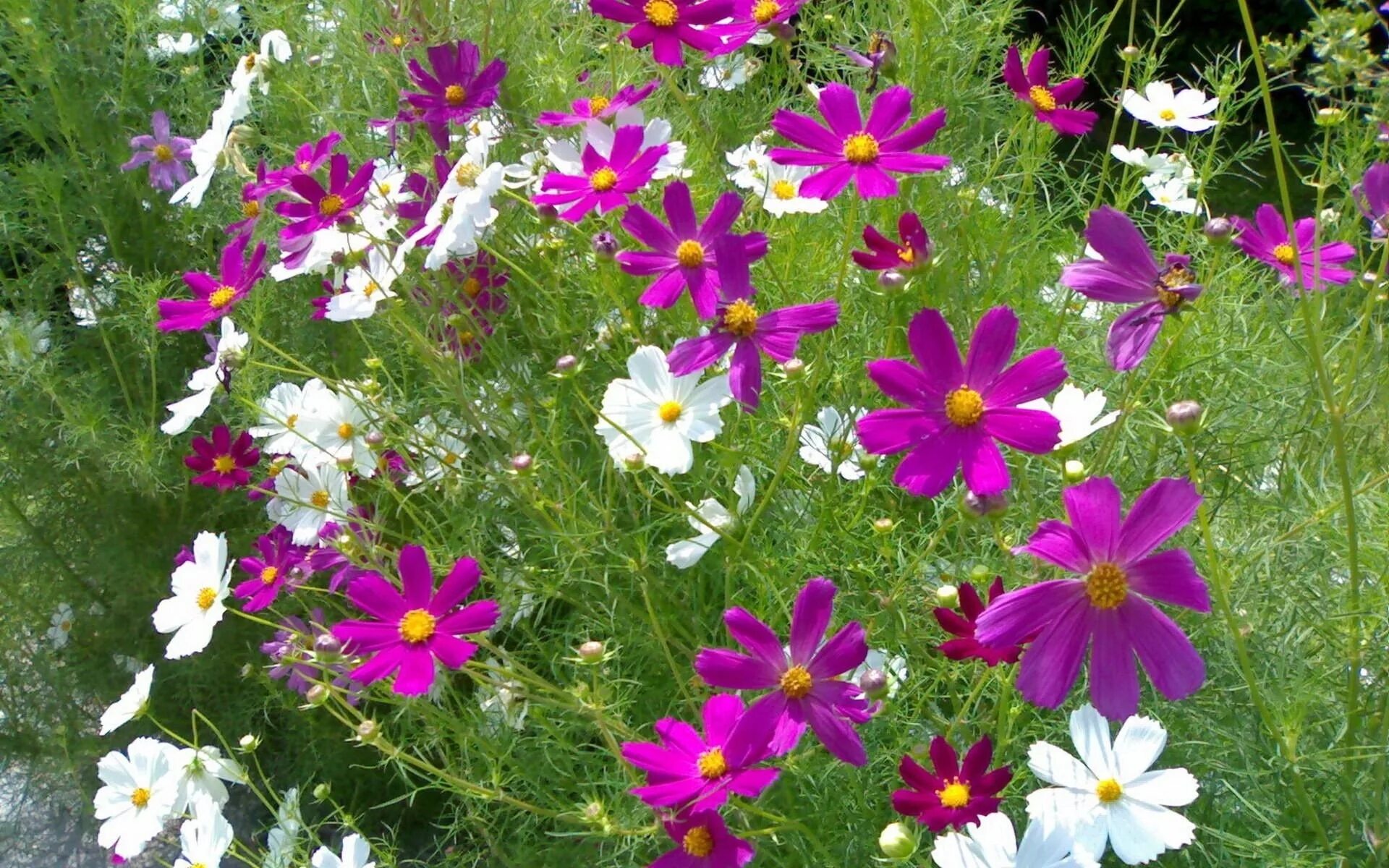 Летние цветы фото и названия. Однолетники космея. Космея дваждыперистая (Cosmos bipinnatus). Космея Виола. Космея бордюрная.