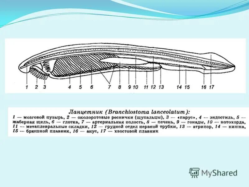 Срез ланцетника