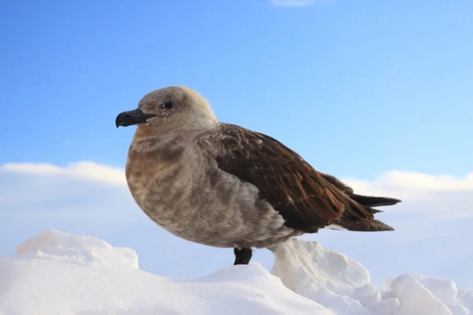 Птицы живущие в антарктиде