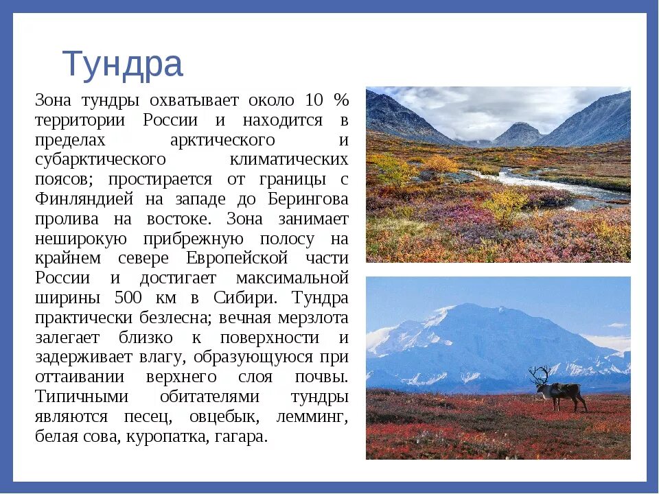 В каком направлении простирается тундра. Характеристика зоны тундры. Субарктическая тундра природная зона. Природная зона тундра климат. Характерные природные зоны тундра.