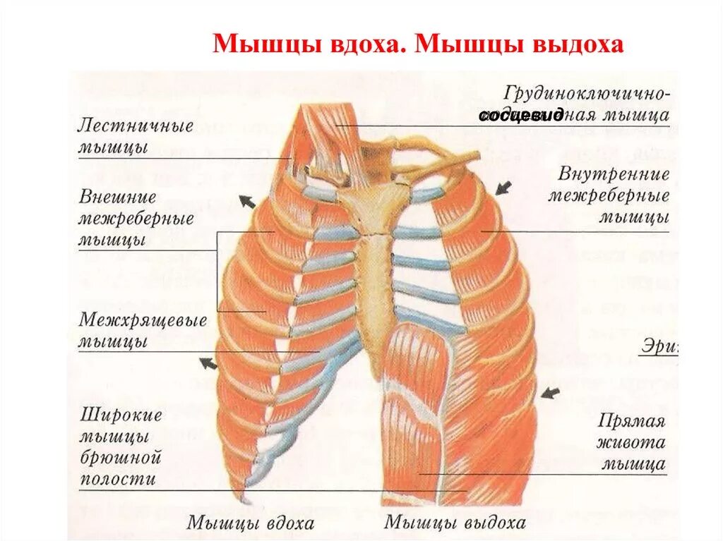 Мышцы участвующие в акте дыхания. Дыхательные мышцы, участвующие в акте выдоха. Акт вдоха мышцы. Дыхательные мышцы участвующие в акте вдоха.