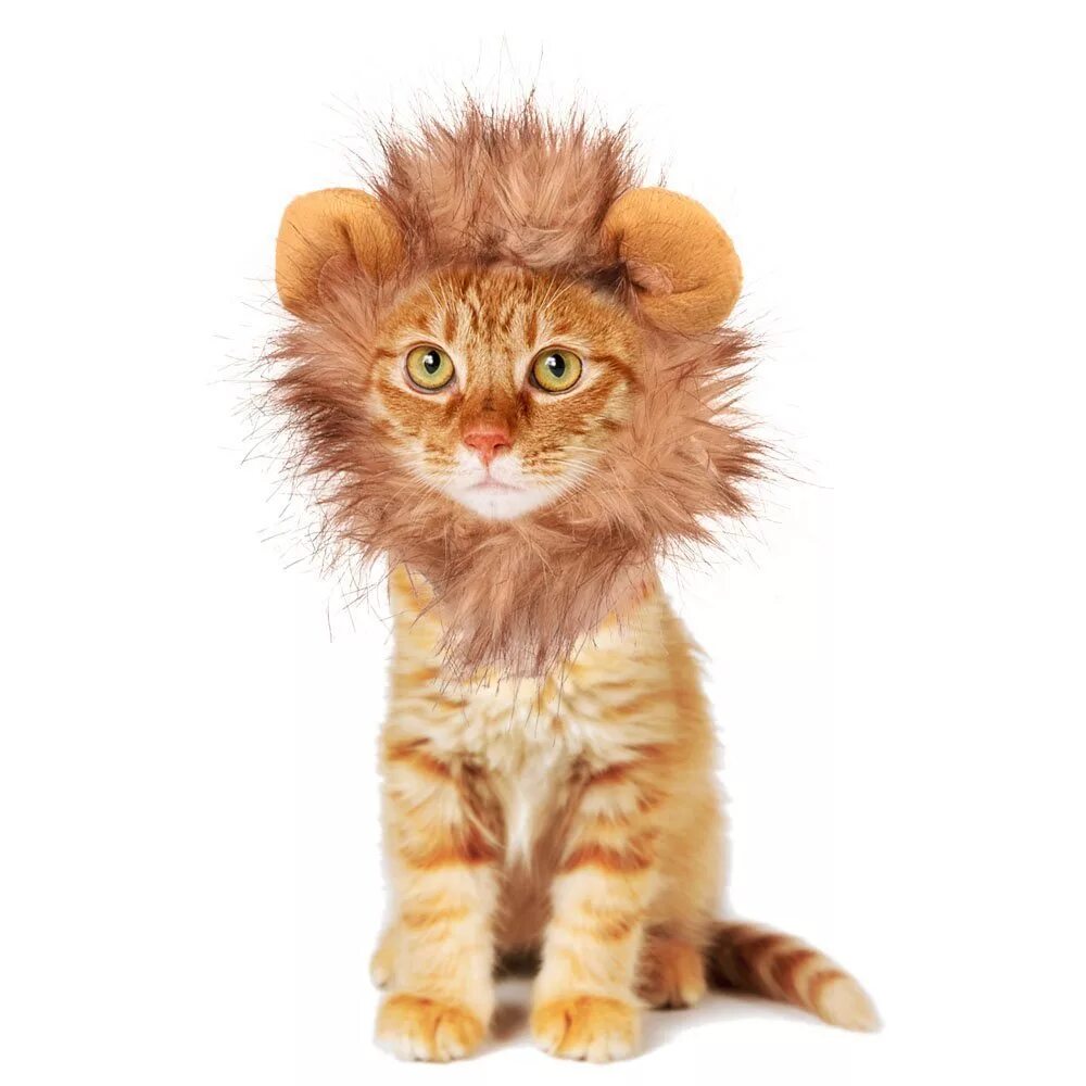 Кот лев. Кот в костюме Льва. Лев и котенок. Котенок с гривой Льва.