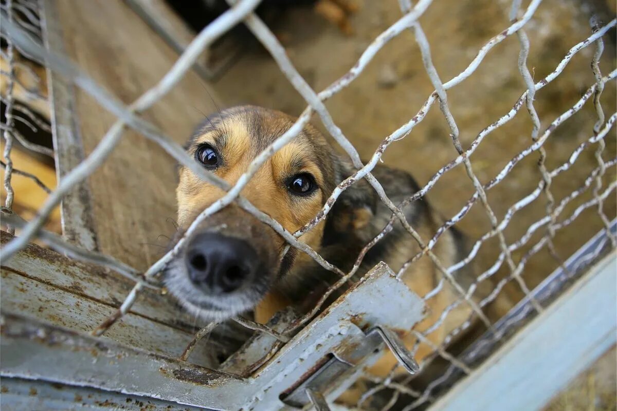 Animal shelter dogs