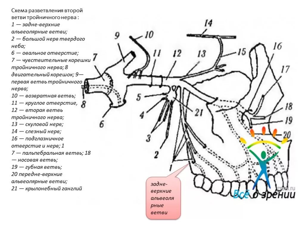 2 Ветвь тройничного нерва схема. Верхняя ветвь тройничного нерва. Иннервация ЧЛО схема. Иннервация челюстно-лицевой области тройничный нерв. Лицевой нерв челюсти