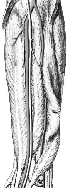 Нижний мышечно малоберцовый канал. Canalis cruropopliteus анатомия. Голеноподколенный канал (канал Грубера). Canalis cruropopliteus отверстия.