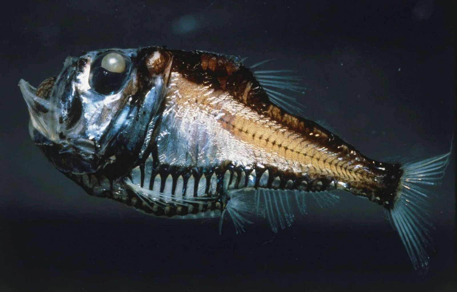 Глубоководные рыбы океана. Рыба топорик Марианская впадина. Рыбы-топорики биолюминесценция. Глубоководные рыбы живоглот. Рыба удильщик Марианская впадина.