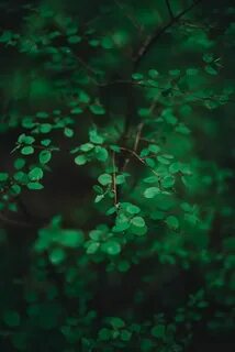 Deep green