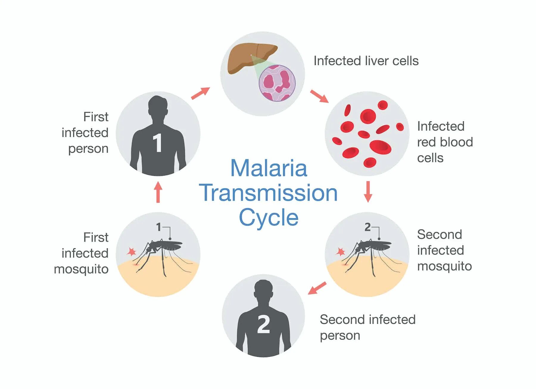 Механизм передачи малярийного плазмодия. Цикл передачи малярии. Механизм передачи малярии. Малярийный плазмодий заболевание.