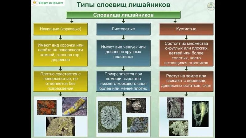 Лишайники животные растения впр 5 класс. Типы слоевищ лишайников 5 класс биология. Слоевище лишайника. Формы лишайников 5 класс биология таблица. Типы лишайников 5 класс биология таблица.