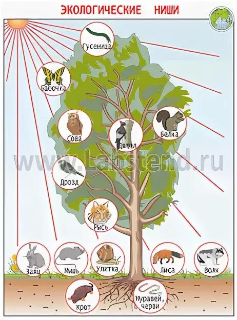 Экологическая ниша березы. Береза описать экологическую нишу. Экологическая ниша березы. Экологическая ниша березы. Что такое популяция в биологии 9 класс.