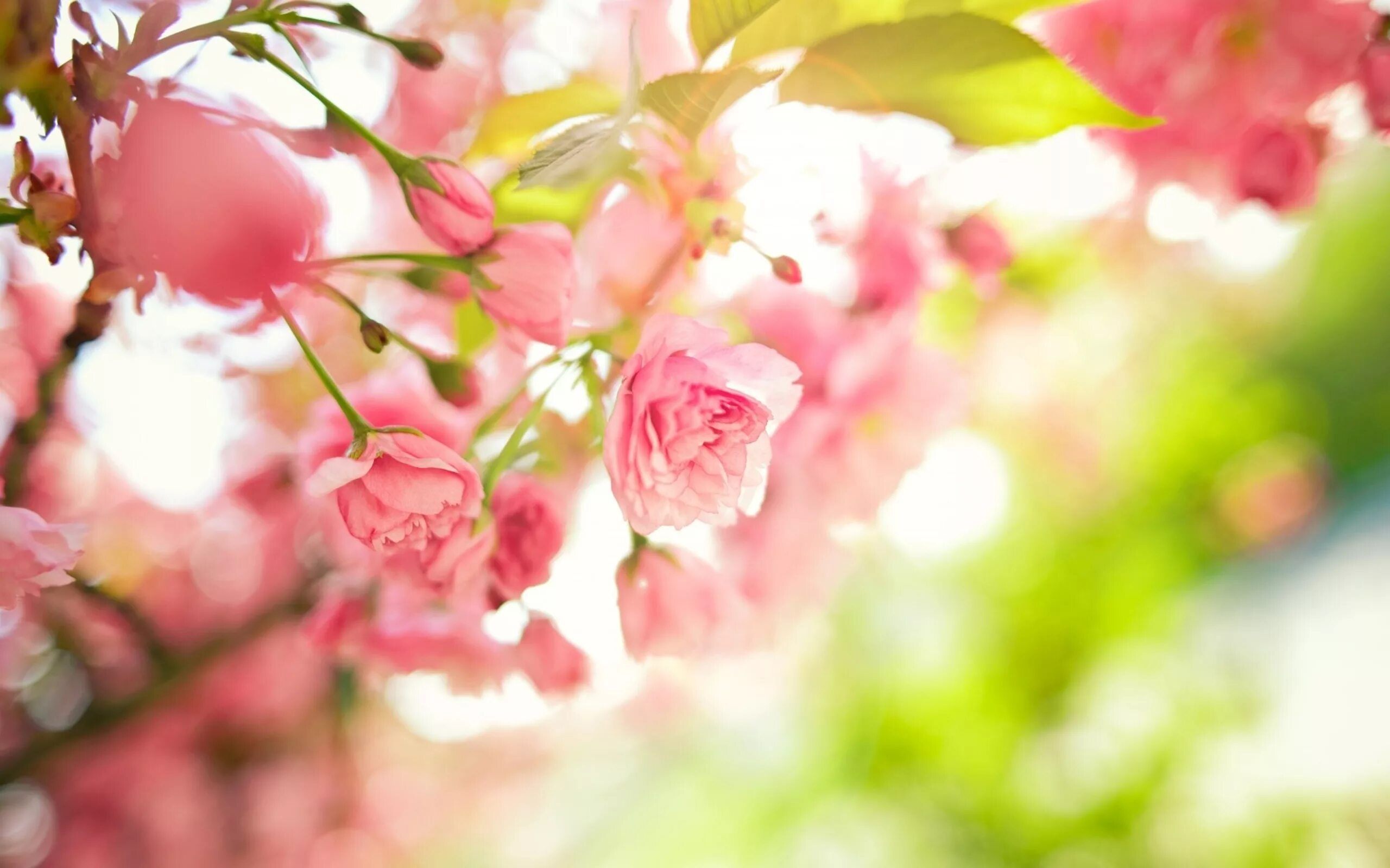 Обои на айфон март. Весенние цветы. Весенний фон. Цветочный фон. Розовые цветы.