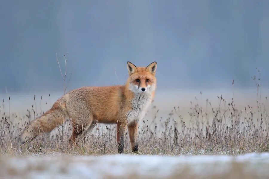 корсак в калмыкии. лисы ростовской области. степная лиса корсак. корсак калмыцкий. степная лиса корсак.
