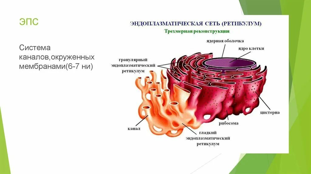 Строение эндоплазматический ретикулум клетки. Эндоплазматическая сеть строение рисунок.