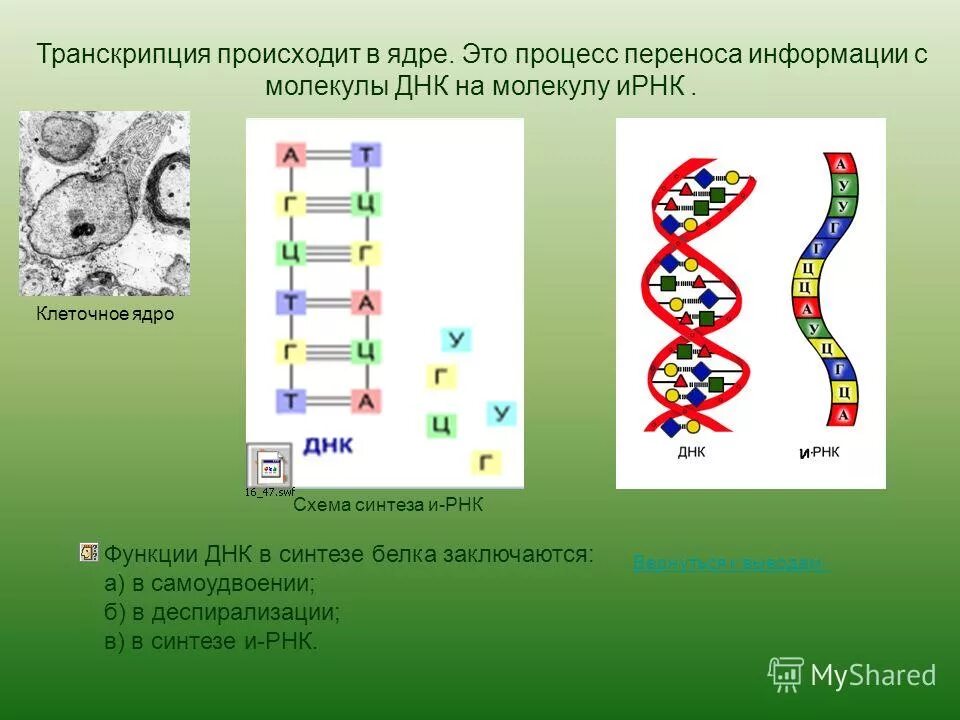 Какая молекула днк в ядре. Преобразование ДНК В РНК. Молекула ДНК В клетке. ДНК В ядре. Транскрипция происходит в.